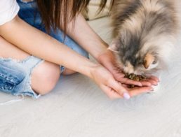 What to Feed a Cat That Won't Eat