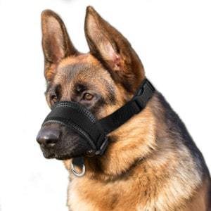 dog walking muzzle