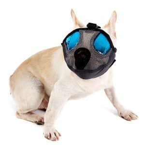 extra small muzzle for chihuahua