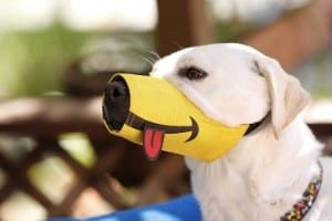 cool dog muzzles