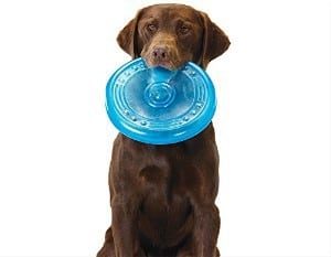 floppy dog frisbee