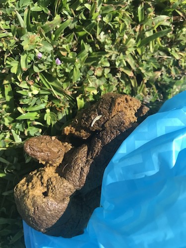 white worm flat head in dog feces