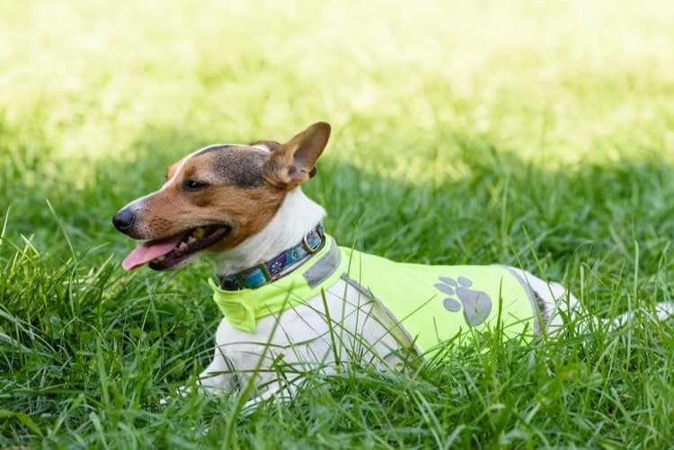 vest collar for dogs