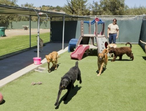The 25 Best Outdoor Dog Kennels Of 2020 Pet Life Today