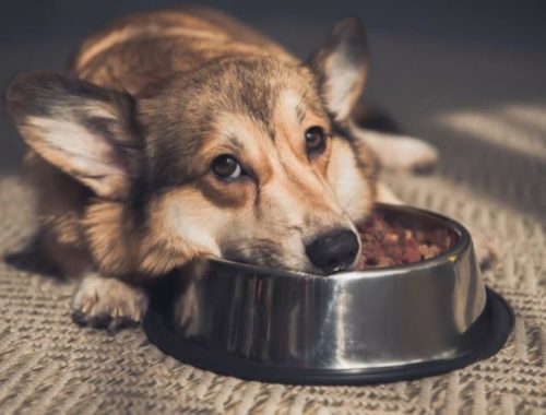 What to Feed a Dog That Won't Eat