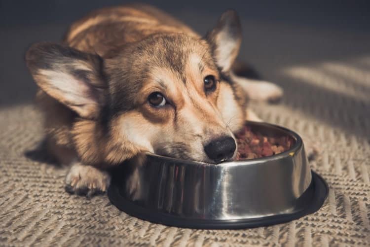 What to Feed a Dog That Won't Eat - Pet Life Today