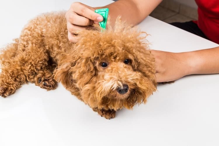 flea treatment over the counter