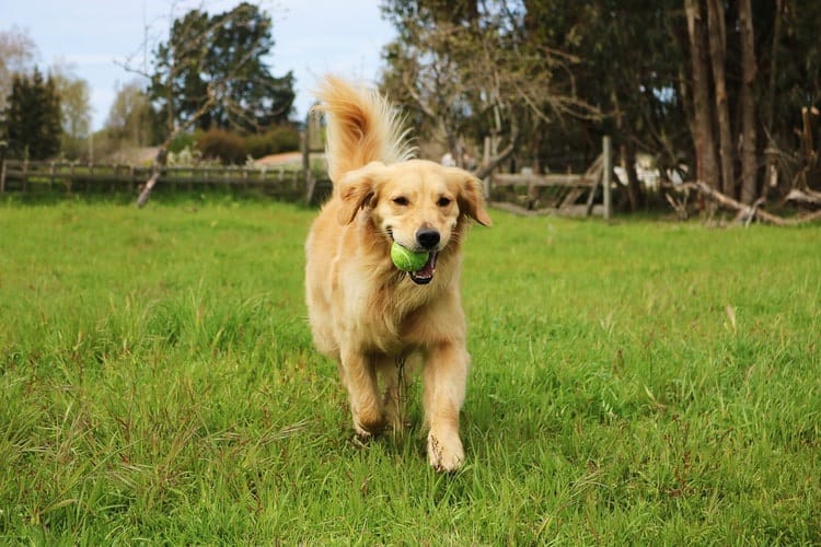 Adorable Female Golden Retriever Weight Chart