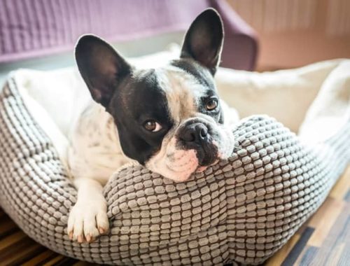 The Best Heated Dog Beds