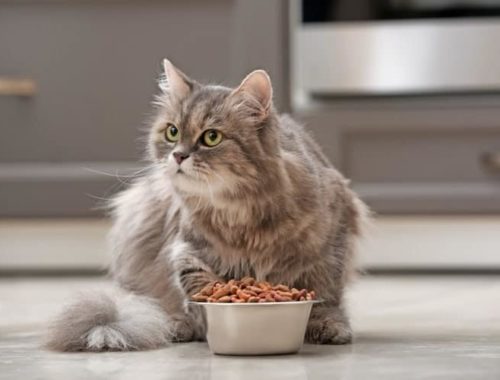How To Make A Hyperthyroid Cat Gain Weight Pet Life Today
