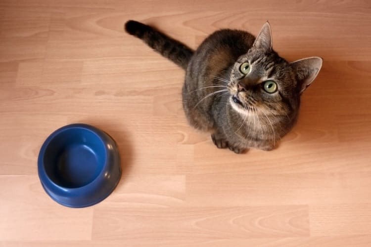 How Often Should I Feed My Cat? - Pet Life Today