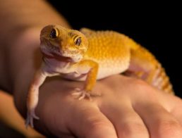 How to Take Care of a Leopard Gecko