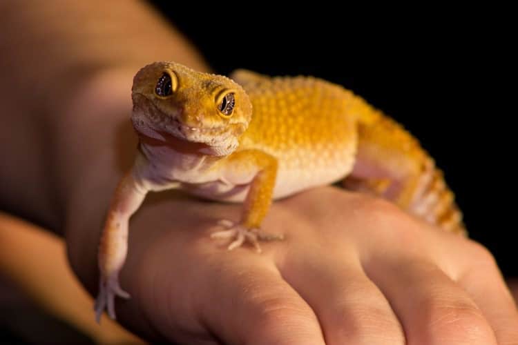 a pet gecko