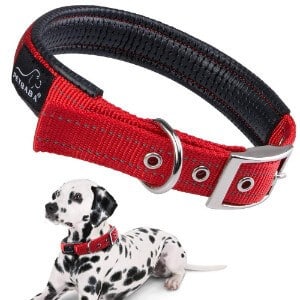 best place to buy dog collars