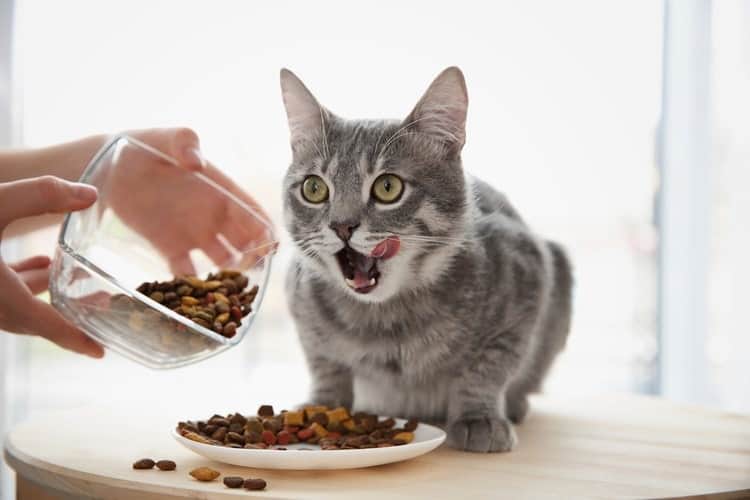 What Should I Feed My Cat? Pet Life Today