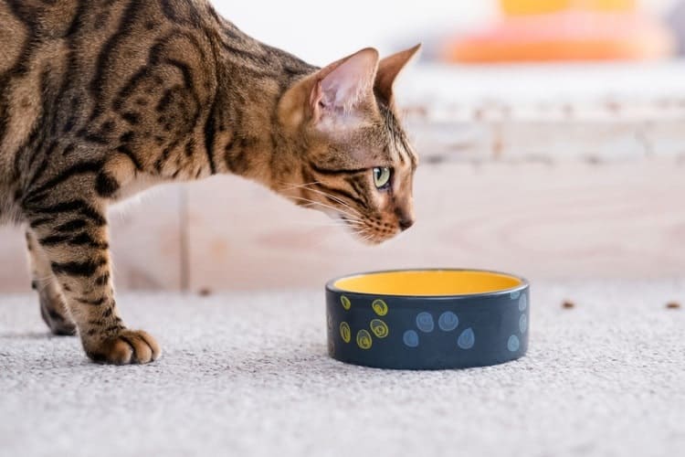 The 25 Best Cat Bowls of 2020 - Pet Life Today