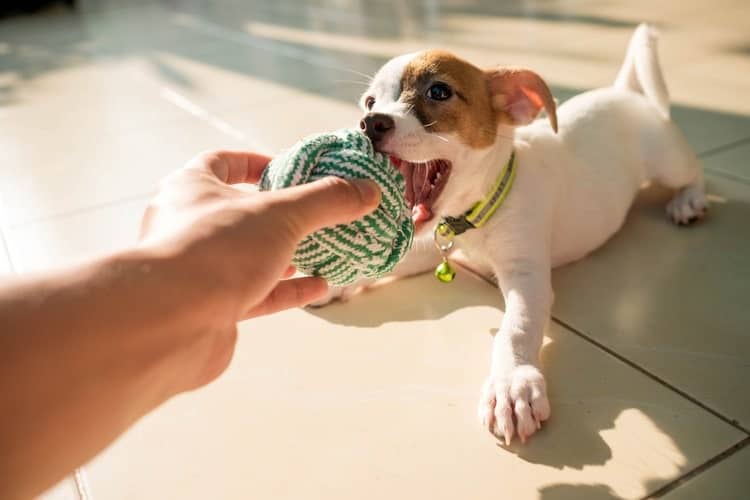 The 25 Best Cheap Dog Toys of 2020 