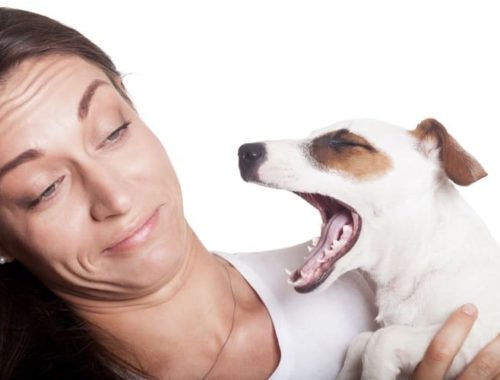 The Best Dog Breath Sprays
