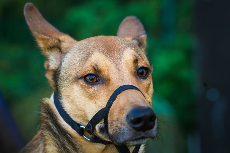 extra small dog muzzle