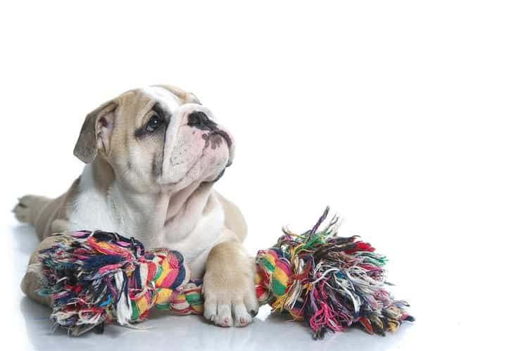 rope toys for puppies