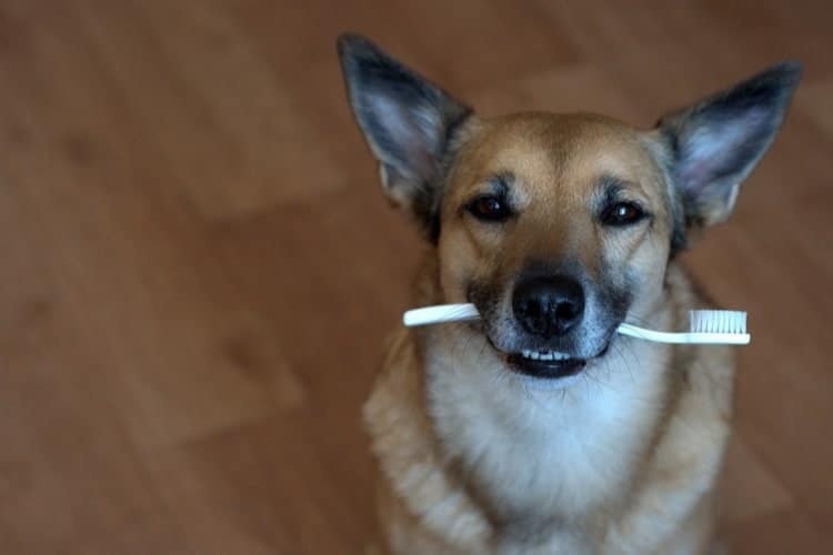 good dog toothpaste