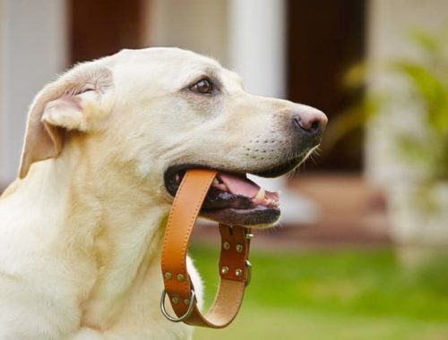 The Best Leather Dog Collars