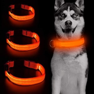 The 25 Best LED Dog Collars of 2020 