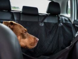 The Best Dog Car Seat Covers