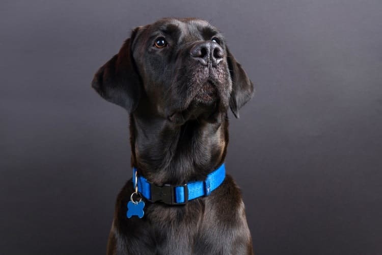 top dog collars and accessories