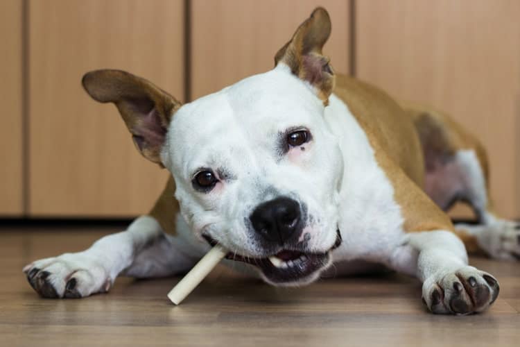 The Best Dog Dental Chews