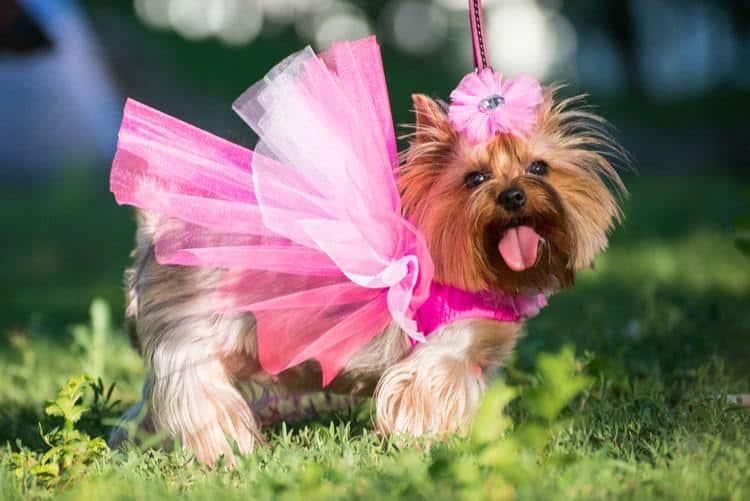 S, Pink Tiny Small Puppy Dog Princess Dress Lace Skirt