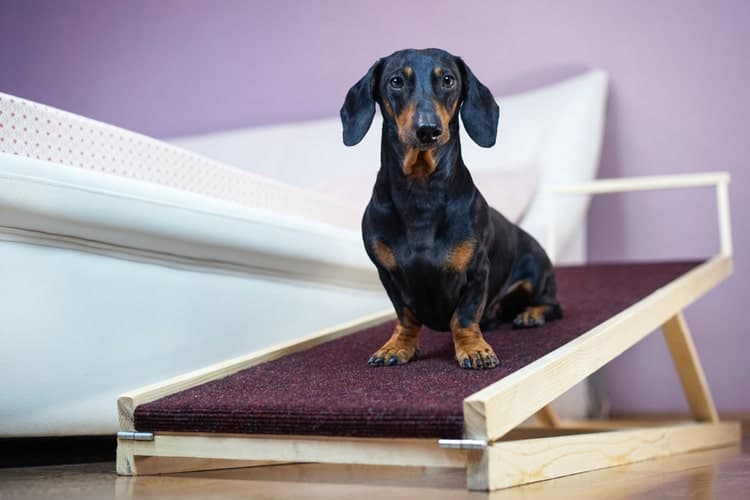 Dachshund sitting on a ramp next to the bed