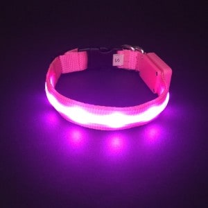 purple led dog collar