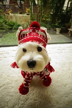 hat and scarf set for dogs