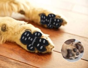 canine paw protection