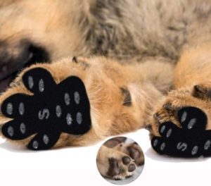 Summer Paw Pad Protection