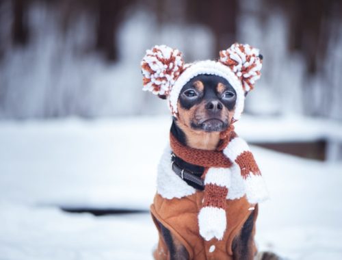 The Best Dog Hats