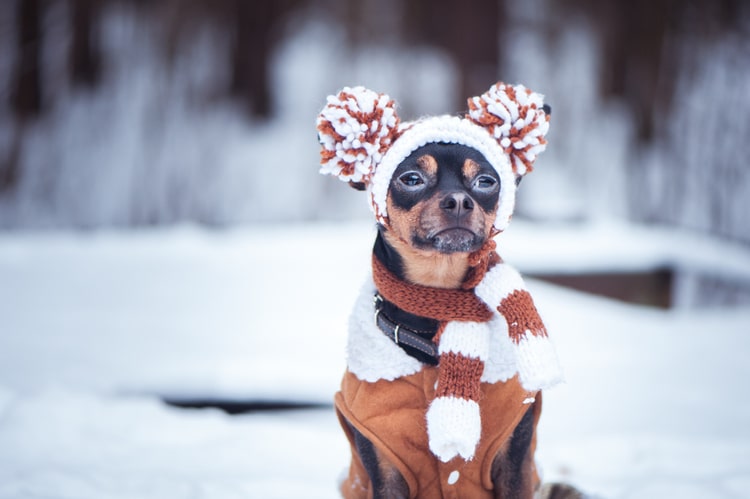 warm winter hats for dogs