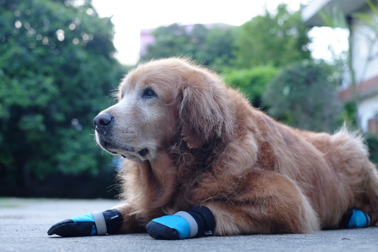 The Best Dog Paw Protectors