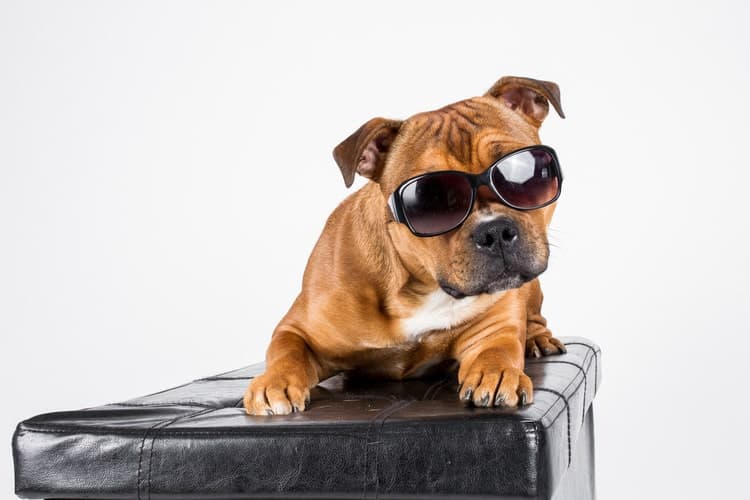 dog sunglasses