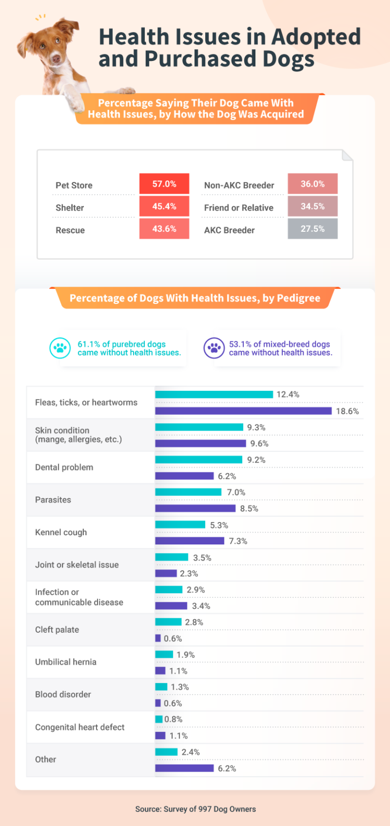 Adopting Vs. Shopping For Dogs - Pet Life Today