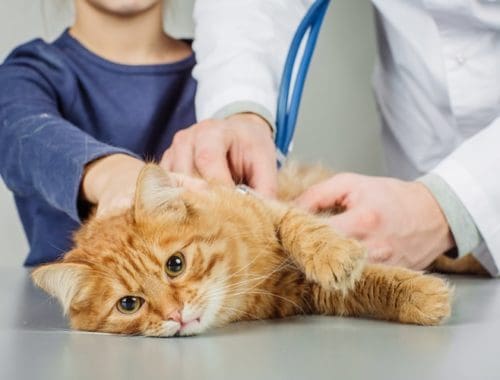 Cat with cyst
