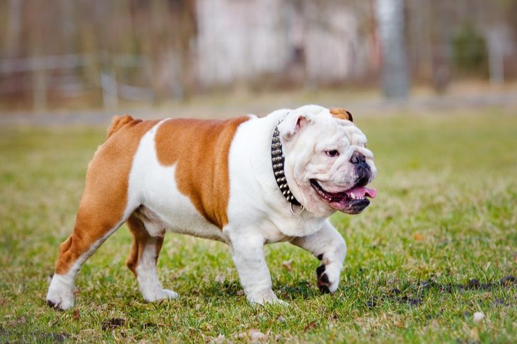 bulldog spike collar