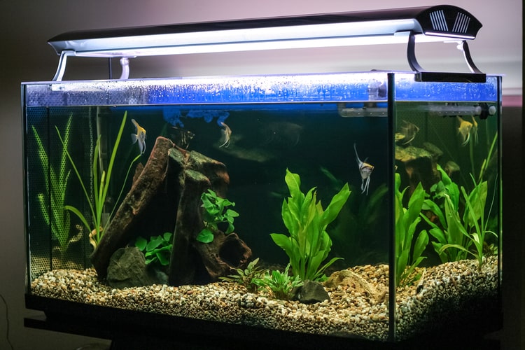 Image result for led light for fish tank plants