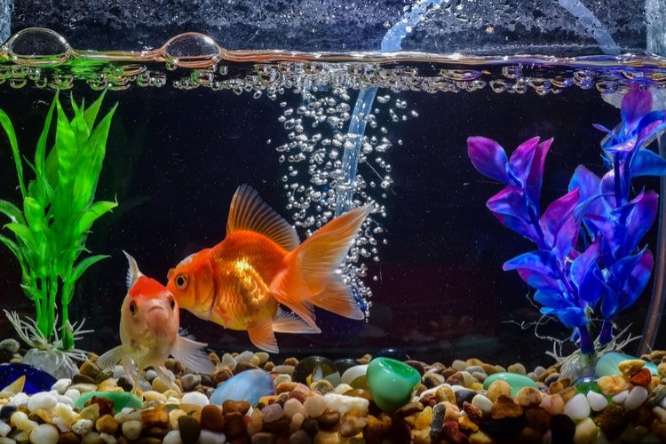 best fish for small aquarium