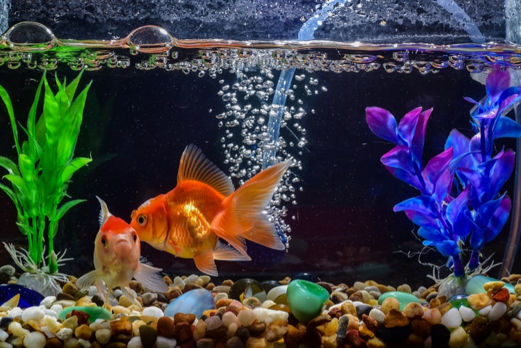 25 Best Aquarium, Fish Tank Pumps of 2020 (Air & Water) - Pet Life ...