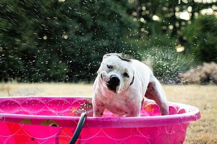 The 25 Best Dog Swimming Pools Of 2020 Pet Life Today