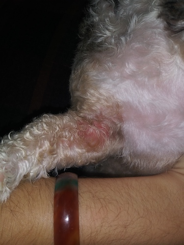 why is my dog licking his red skin?