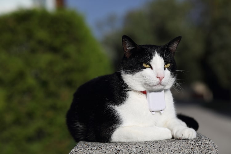 The Best GPS Cat Trackers & Collars