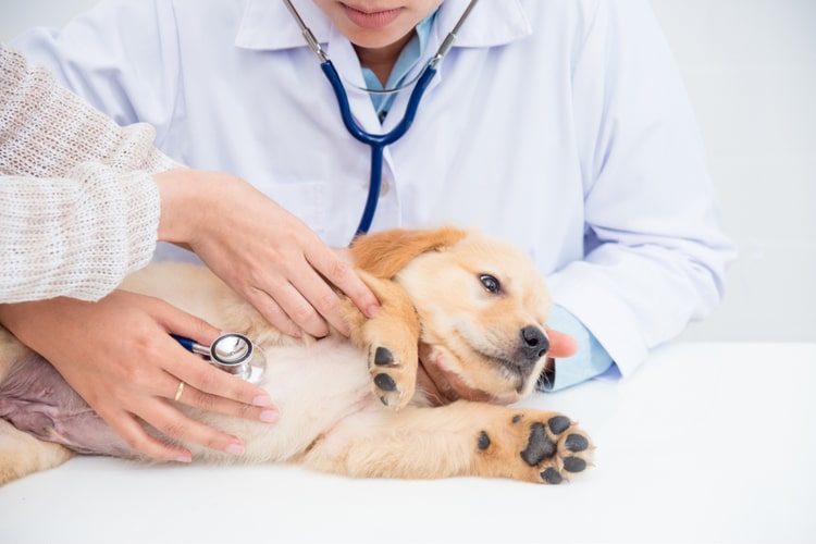 How Does Pet Insurance Work?